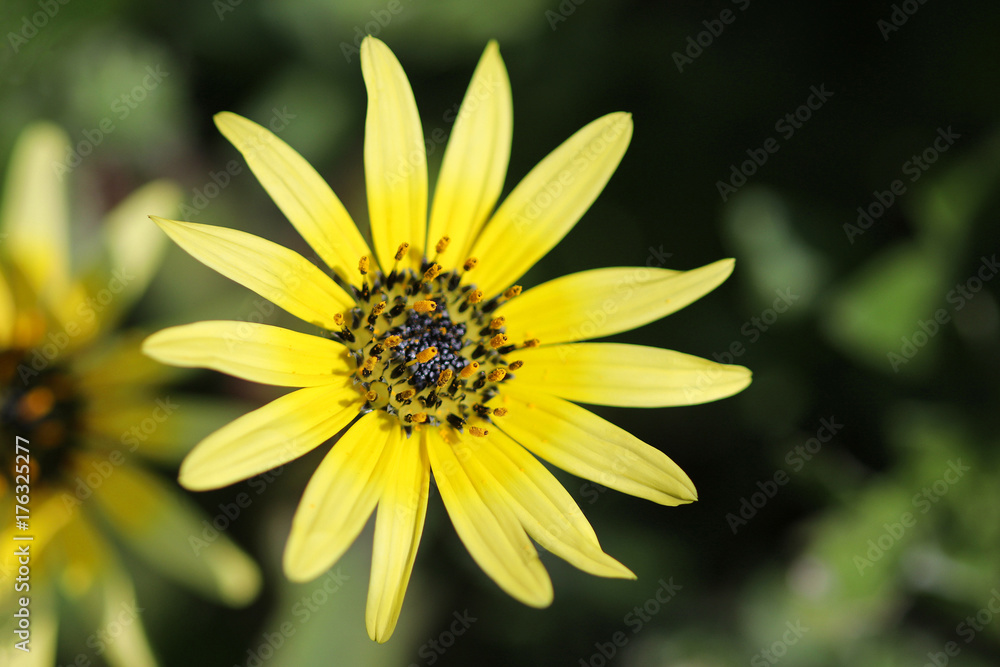 pollen on the stamen of a yellow capeweed flower (Arctotheca calendula) pollen on the stamen of a yellow capeweed flower (Arctotheca calendula)