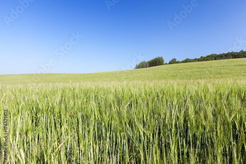 Field with cereal