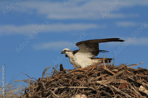 Osprey brings fish to nest