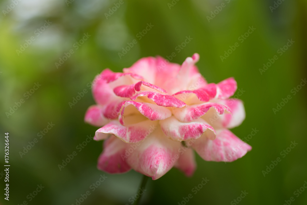 Pink rose flower blossom in a garden,decoration flower