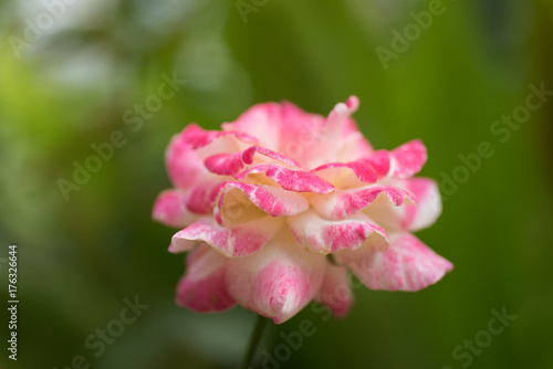 Pink rose flower blossom in a garden,decoration flower