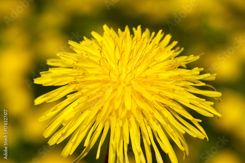 yelow dandelion