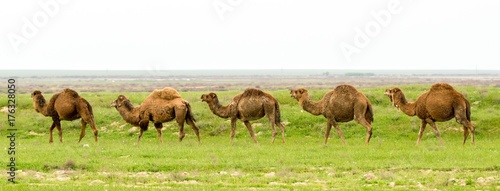 camel in the field of green grass spring