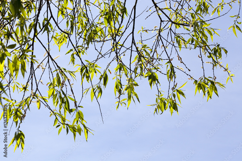 spring background spring background