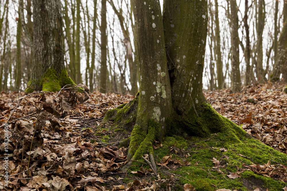 Obraz premium Maple forest in autumn
