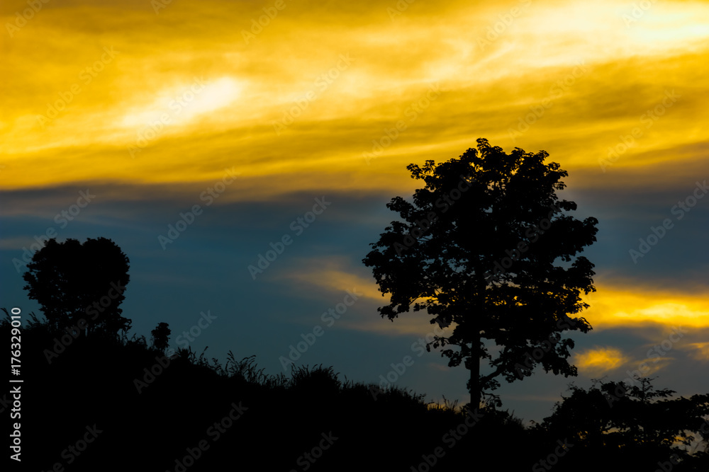 Trees on a mountain at sunset Trees on a mountain at sunset