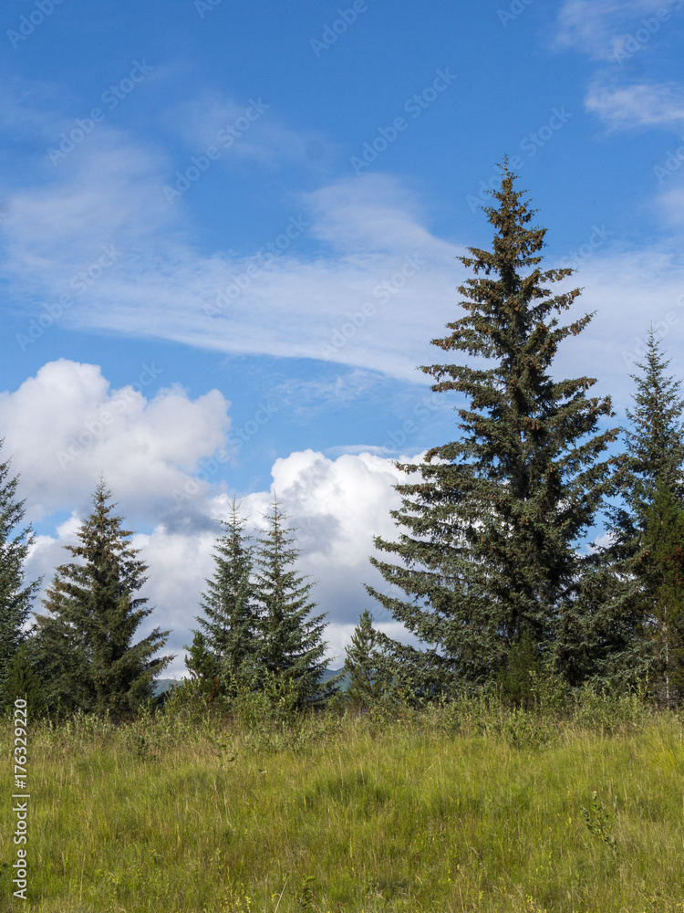 Evergreen Trees and Grass - Alaska
