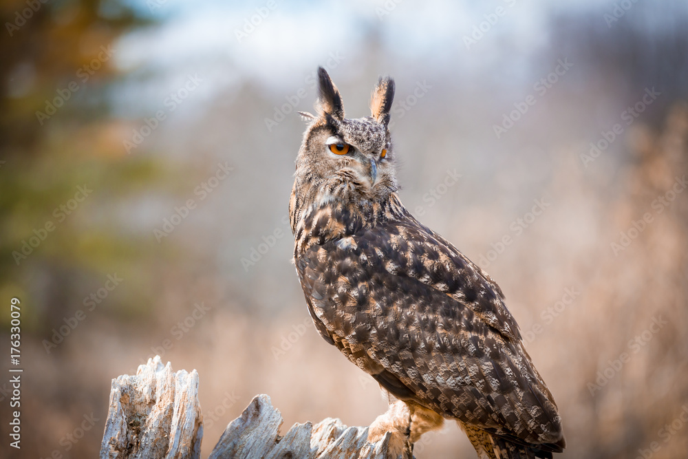 Obraz premium Eurasian Eagle Owl