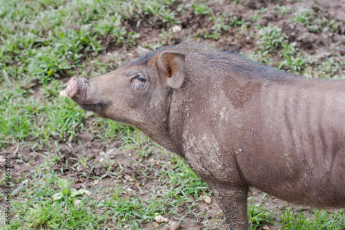 Wild boar in grass  before a thicket  Sus scrofa .