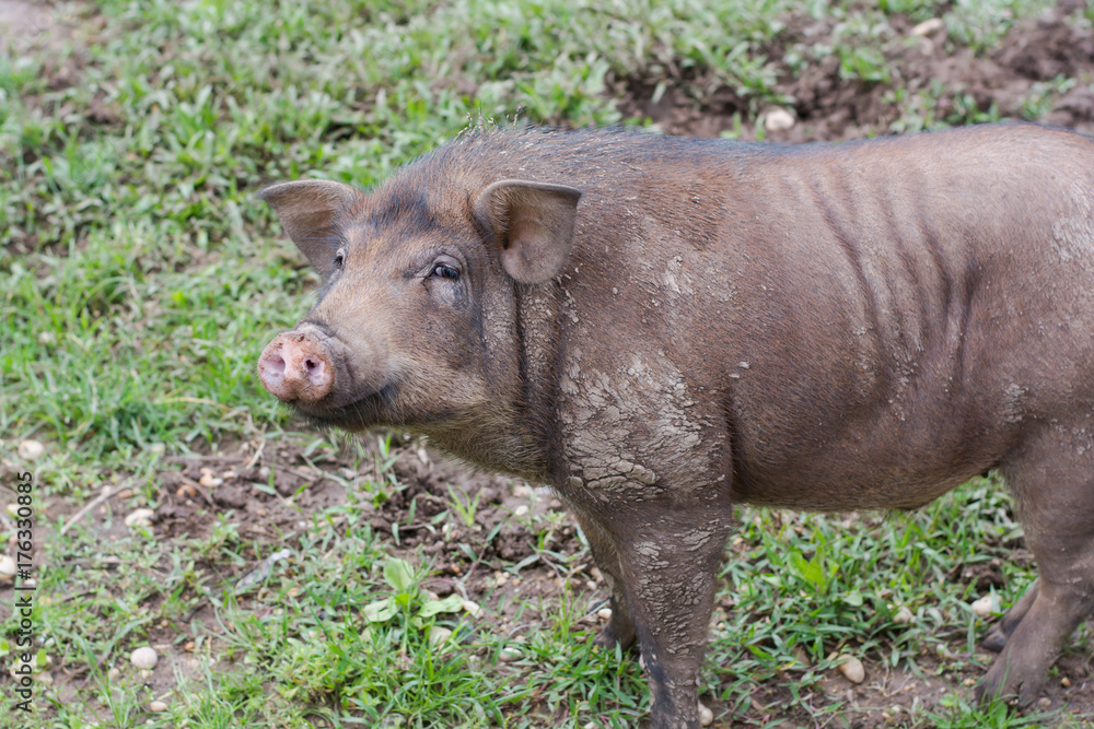 Wild boar in grass, before a thicket (Sus scrofa). Wild boar in grass, before a thicket (Sus scrofa).
