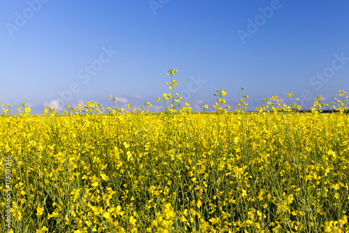An agricultural field with a crop