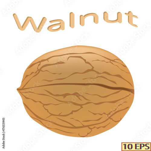 Walnut isolated on white background. Icon of walnut. Vector illustration.