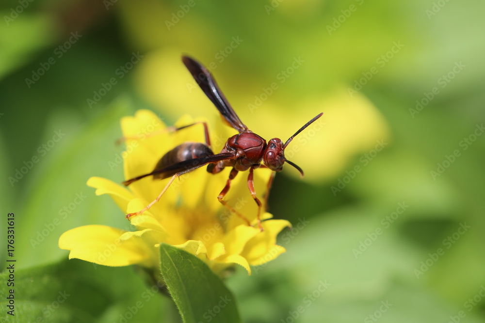 Naklejka premium Macro Closeup Flower Plant Life 