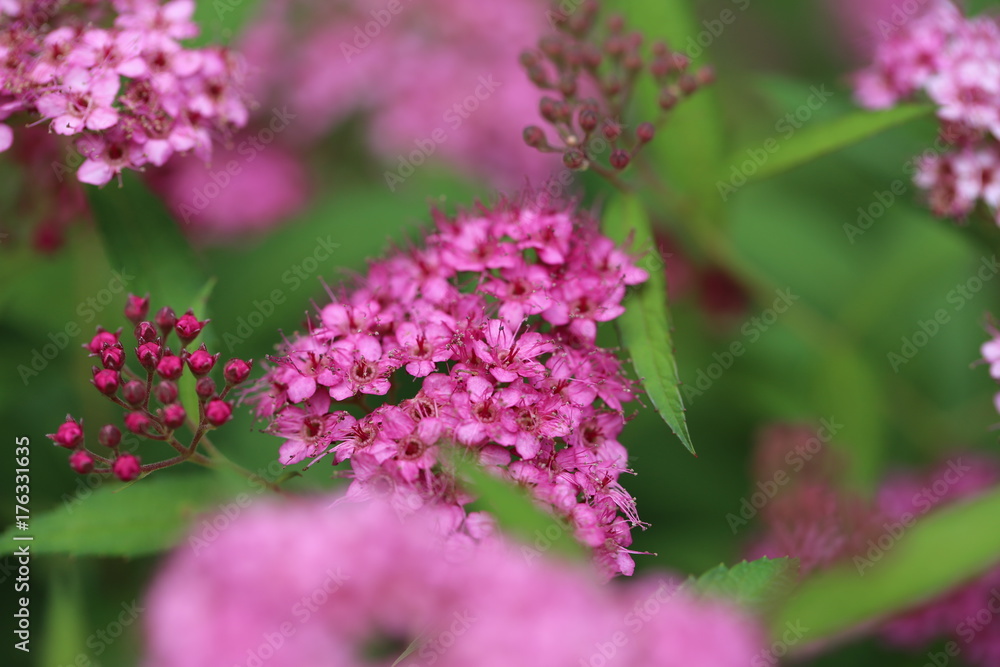 Macro Closeup Flower Plant Life 