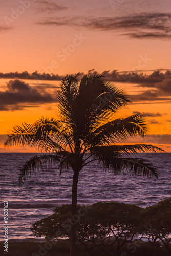 Sunrise Palm Tree