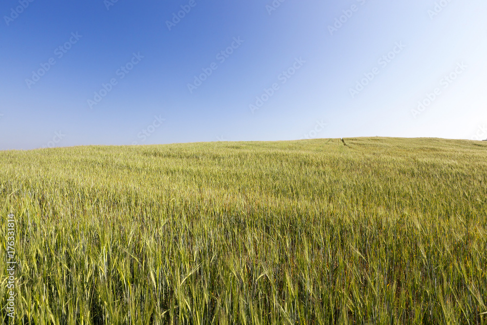Field with cereal Field with cereal