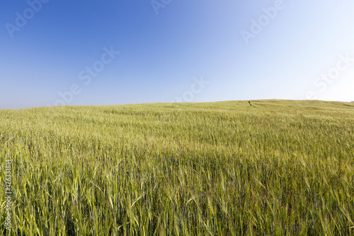 Field with cereal