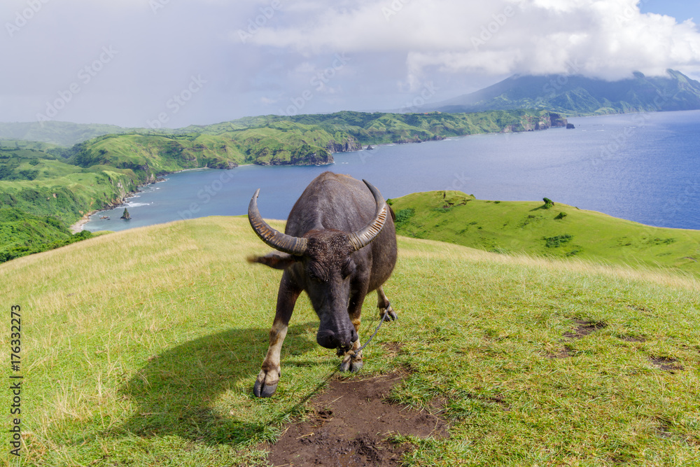 Fototapeta premium Marlboro Hills at Batan Island , Batanes