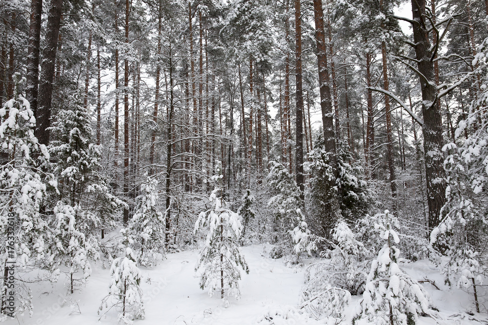 Fototapeta premium forest in winter