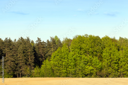 Green mixed spring forest