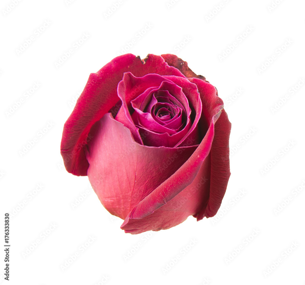 Red rose isolated on white background.
