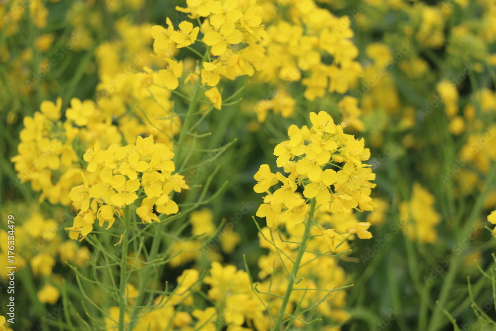 Obraz premium 菜の花