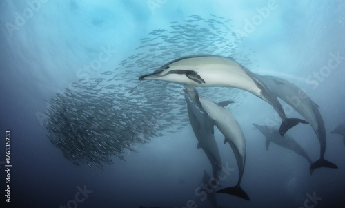 Common dolphins rounding up sardines into a bait ball so they can feed on them. Image was taken during the annual sardine run off the east coast of South Africa. photo