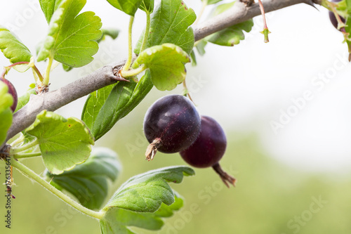 crop of a fruit garden photo