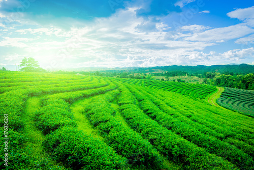 Green Tea Field © Kittima