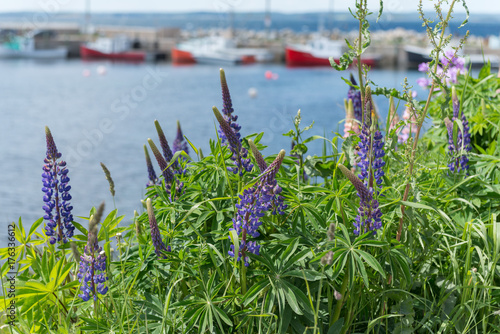 Lupins at Tancook Pier