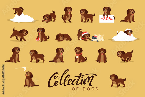 Set of cute dogs labrador and retriever.