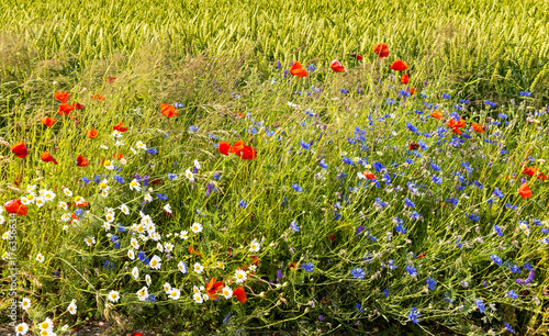 Wildflowers among the field of ripening rye, Europe