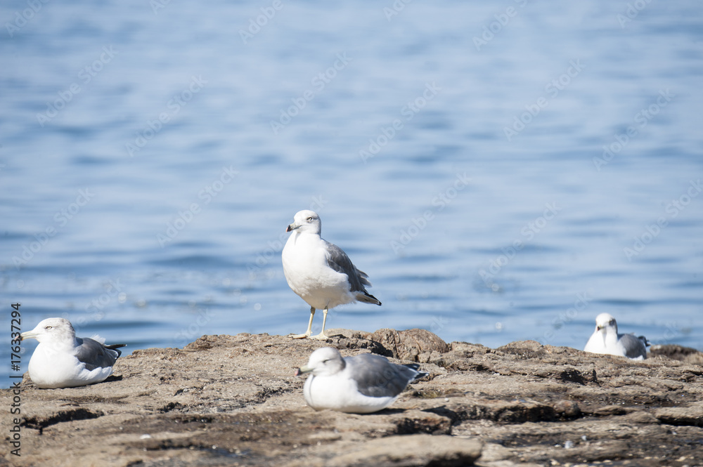 Naklejka premium The standing seagull among them
