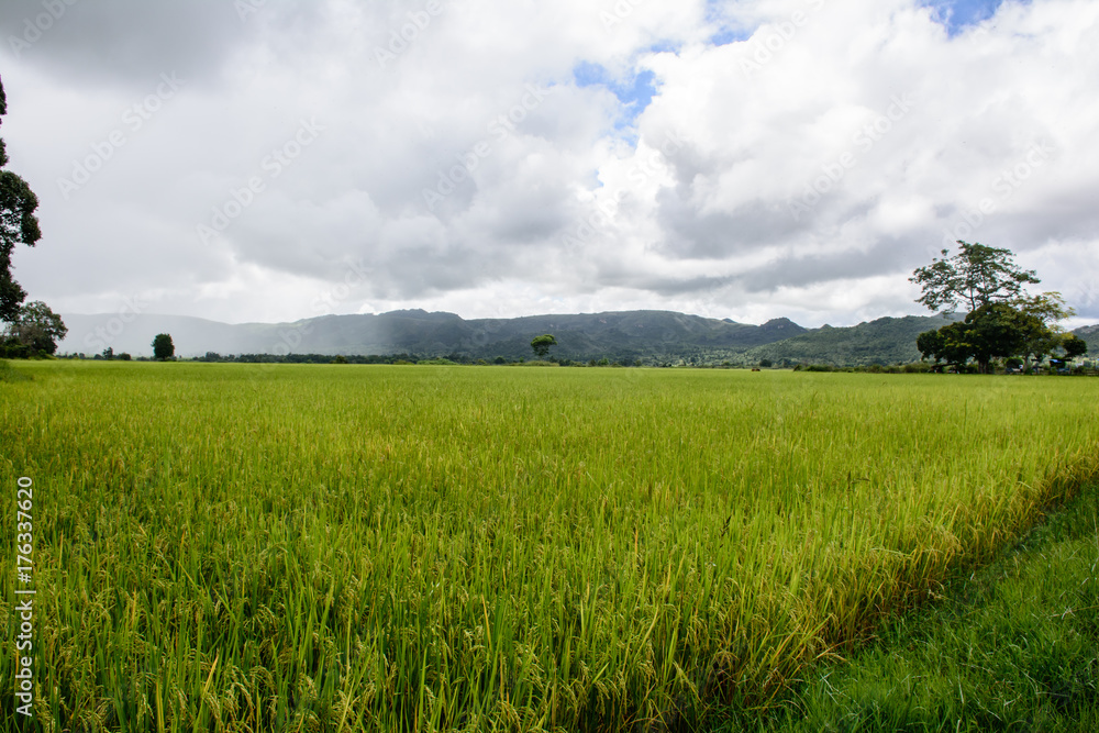 paddy fields with mountains and cloudy sky background