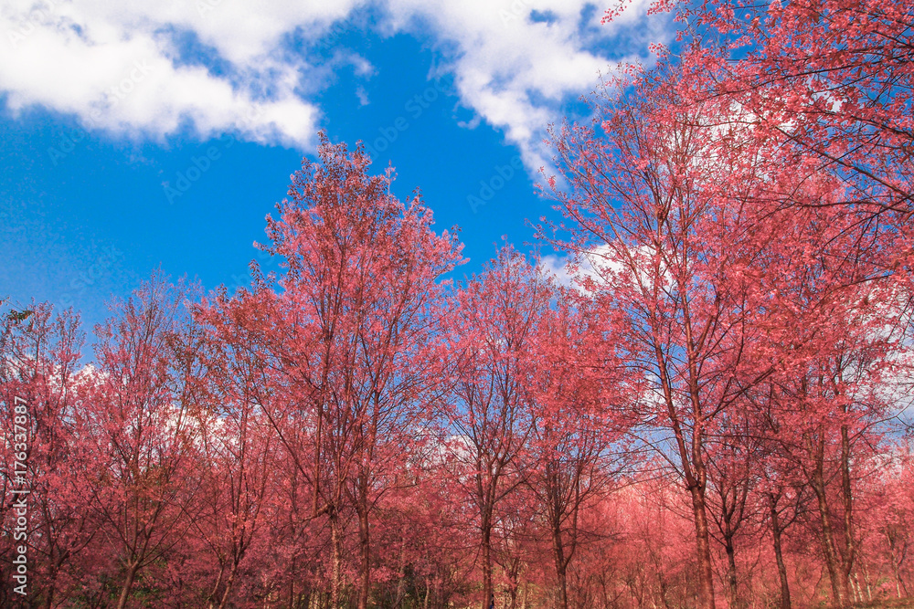 Sukara or Wild Himalayan Cherry blossom full bloom in outdoor park at Poh Lomlo in winter with ble sky background, ,Loei,Thailand. Sukara or Wild Himalayan Cherry blossom full bloom in outdoor park at Poh Lomlo in winter with ble sky background, ,Loei,Thailand.
