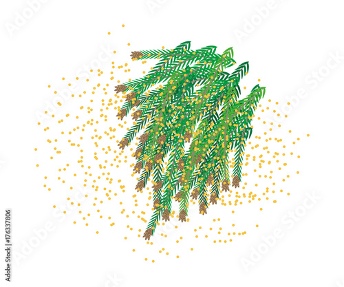Cedar pollen