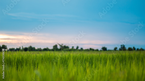 blurred rice field with blue sky background at sunset time.