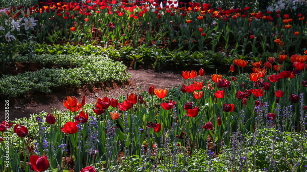 The beautiful tulips and lavender flowers in the garden in spring season.