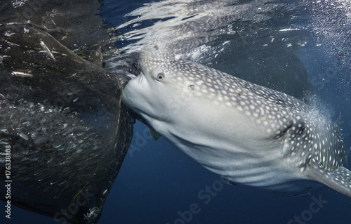 Whale sharks feeding below a floating fishing platform  Cenderawasih Bay  West Papua  Indonesia.