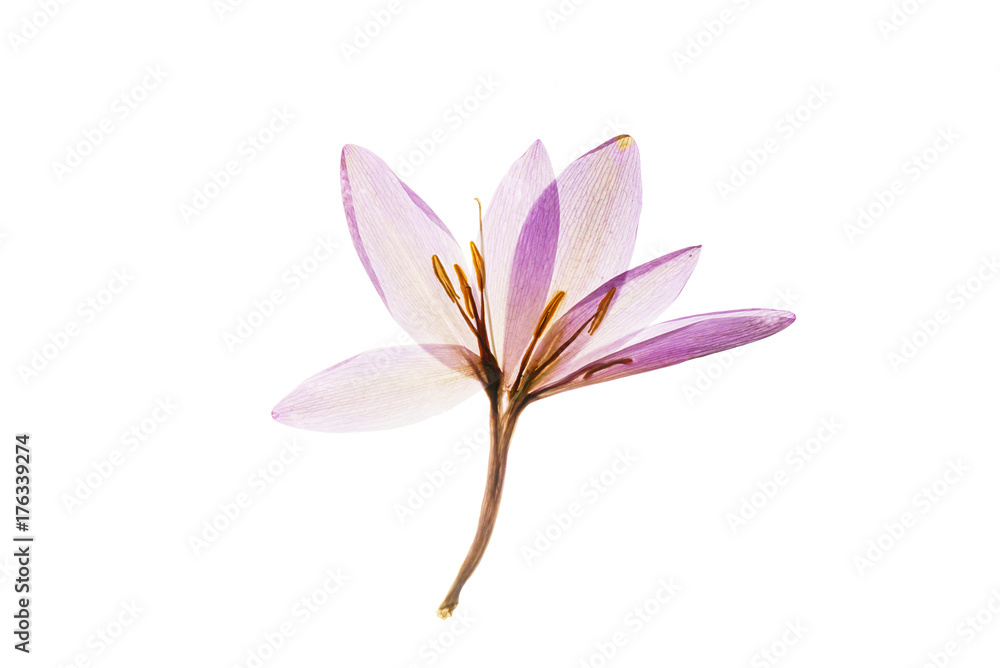 dry crocus flowers dry crocus flowers