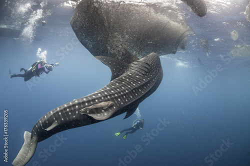 Whale sharks feeding below a floating fishing platform, Cenderawasih Bay, West Papua, Indonesia. photo