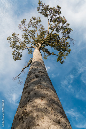 Giant Yang tree or Gurjan tree against blue sky background.Low angle, vertical photo. photo