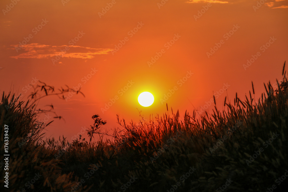 Obraz premium Grass flowers with the sun in the meadow during the sunset.