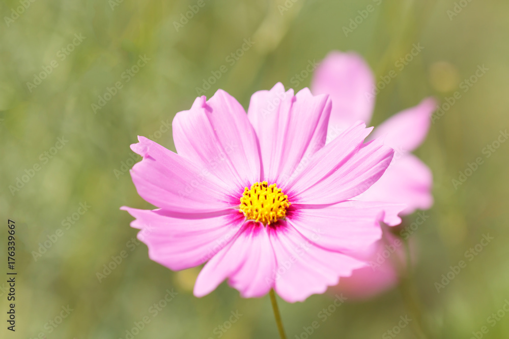 Cosmos flower in the garden. Soft focus.