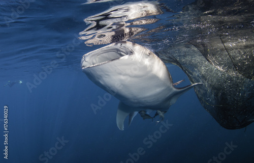 Whale shark below a floating fishing platform  Cenderawasih bay  West Papua  Indonesia.