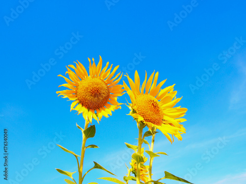 Canvastavla Close up of two beautiful yellow sunflower against blue sky in sunny day