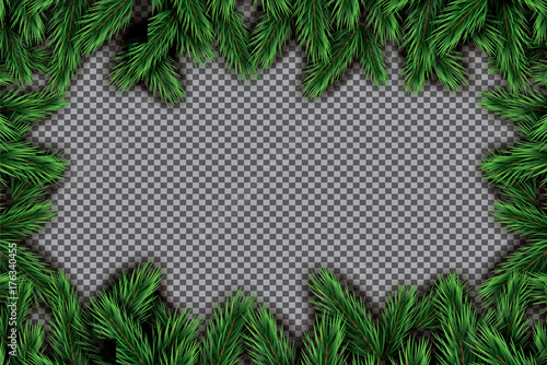 Fir Branch on Transparent Background.