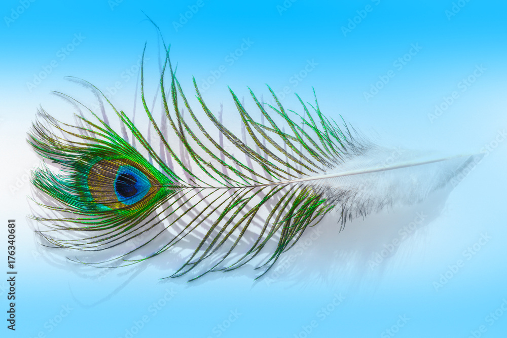 Fototapeta premium Bird feather peacock closeup, macro on a gentle blue background