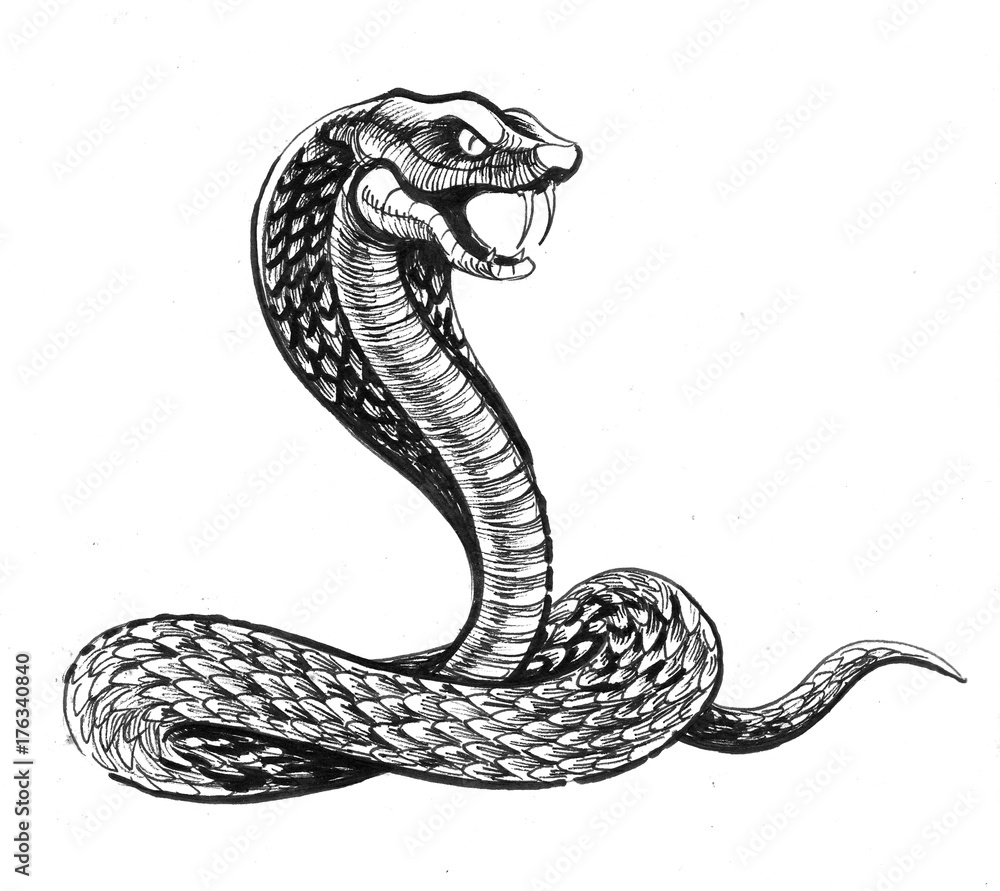 Fototapeta premium Angry cobra