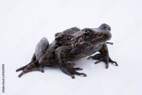 Odorrana andersonii : frog on white background.